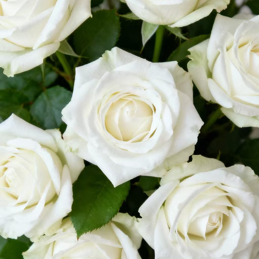 白玫瑰精油1毫升/10毫升