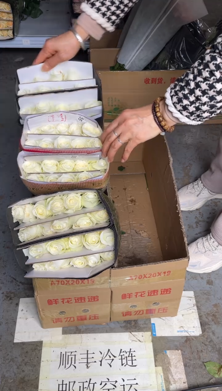 骄傲60枝                
