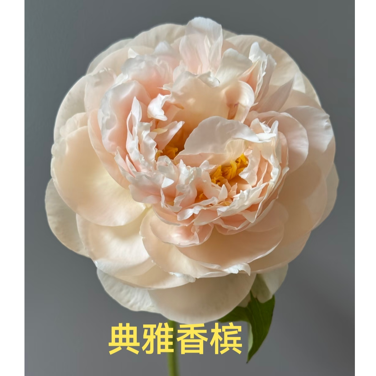 【典雅香槟】进口观赏芍药重瓣香槟色基地直发包对版包邮