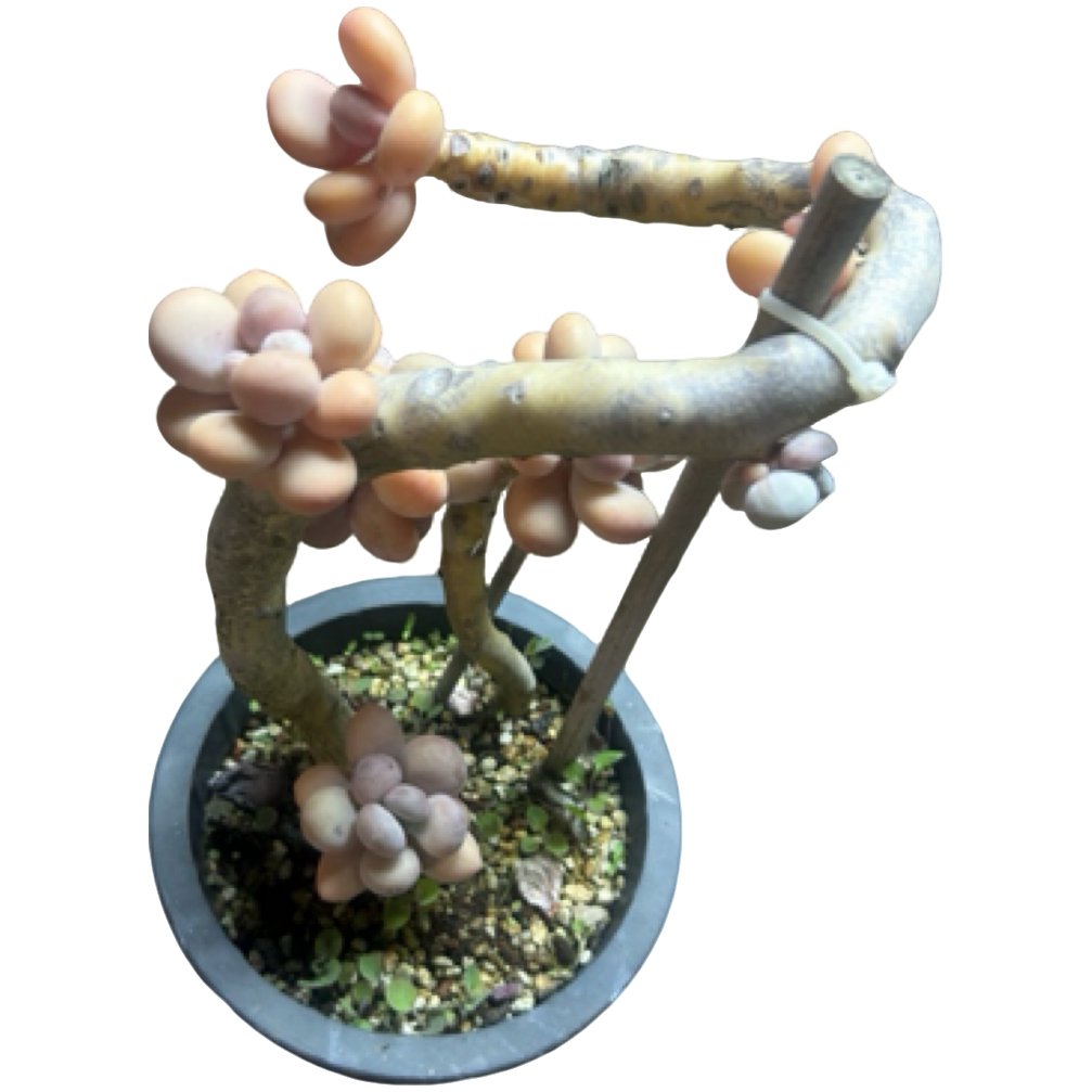 （鸡蛋美人）整装老桩飘枝盆栽盆景多肉