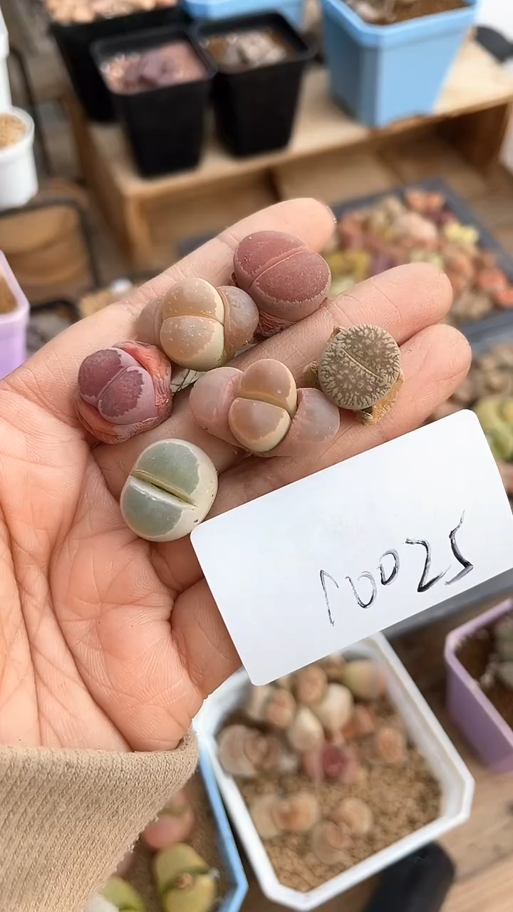 【闪购商品】10025直播一物一拍