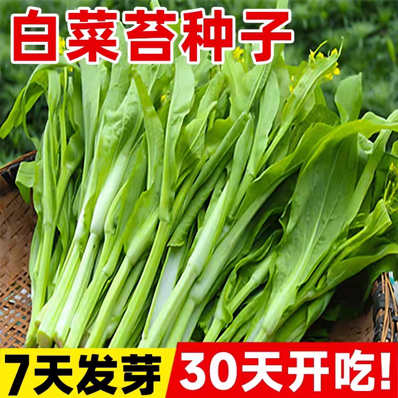早熟甜脆白菜苔种子农家庭院大田侧芽多味甜软白菜心蔬菜种子四季