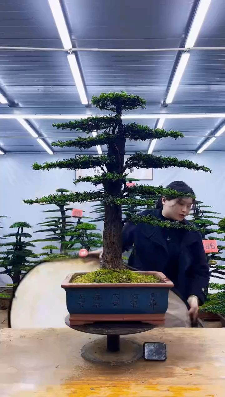 无花朵一物一拍，所见即所得