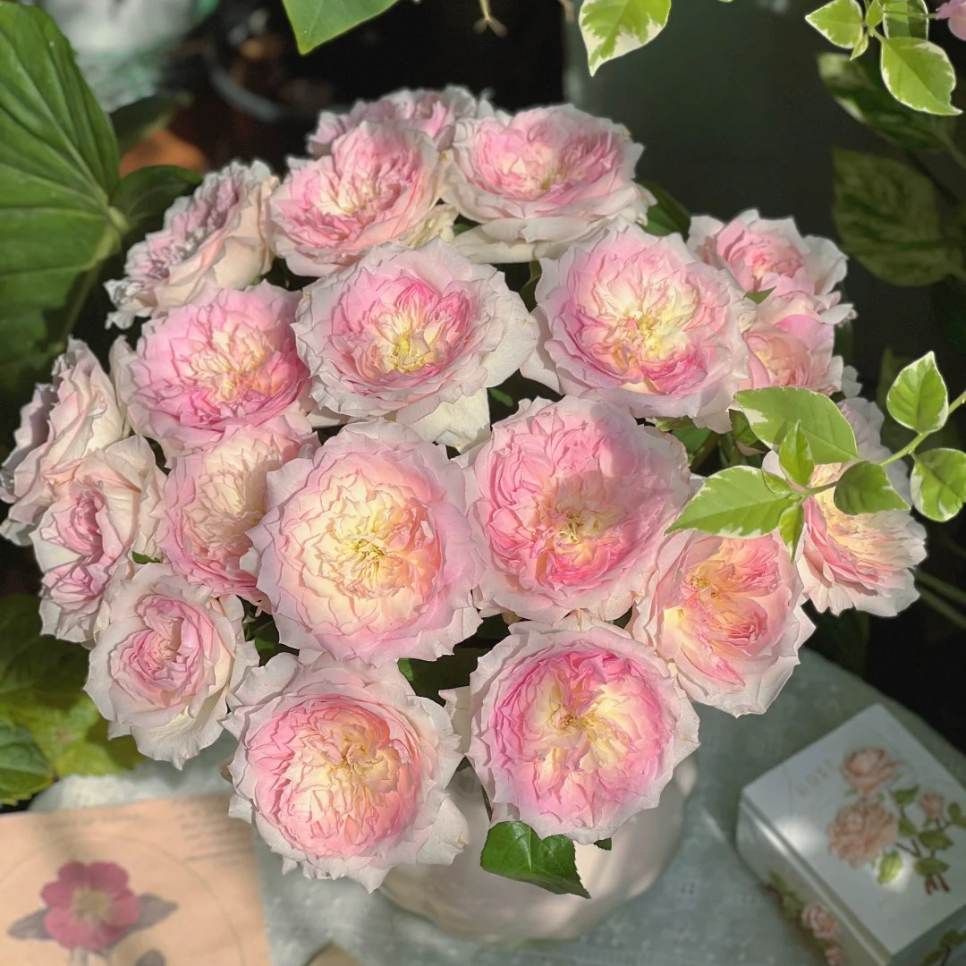 【花汀私享】乐咲-稀有多头玫瑰（注意带包装醒花哦~）