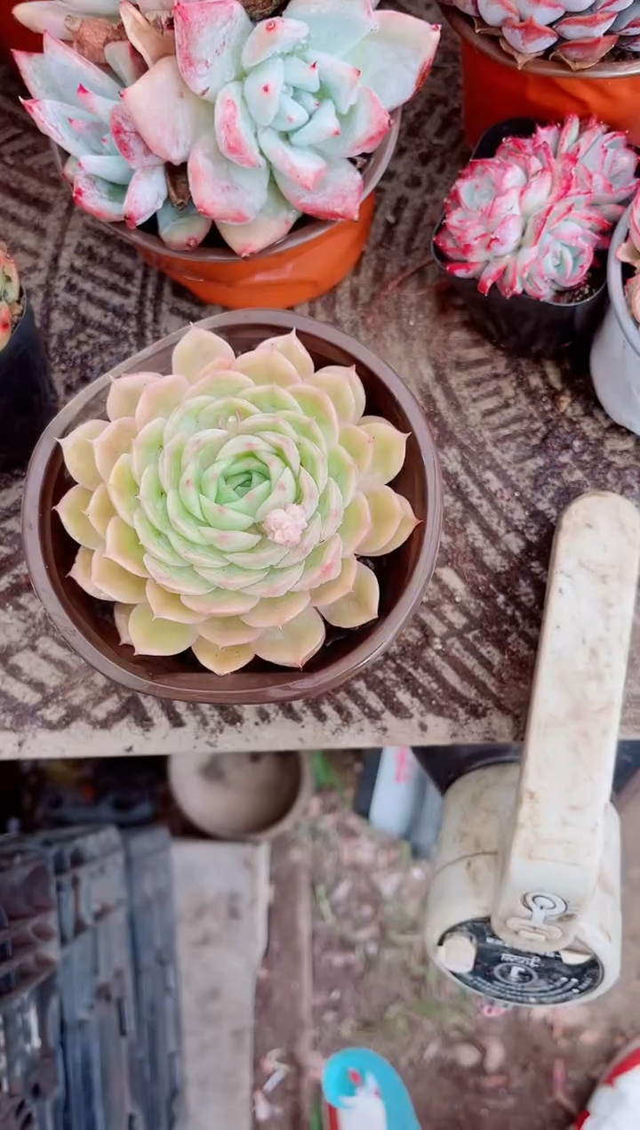 晚**鱼跃跃精品多肉03173