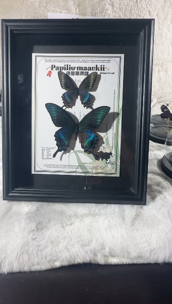 绿带双生10寸相框   