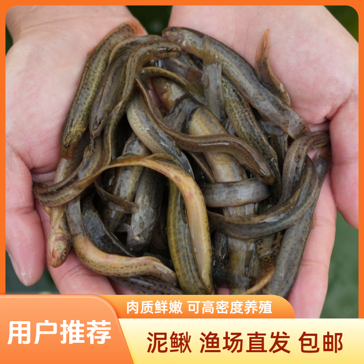 【活体】贵州鲜活泥鳅（3-9厘米）观赏鱼淡水鱼冷水鱼