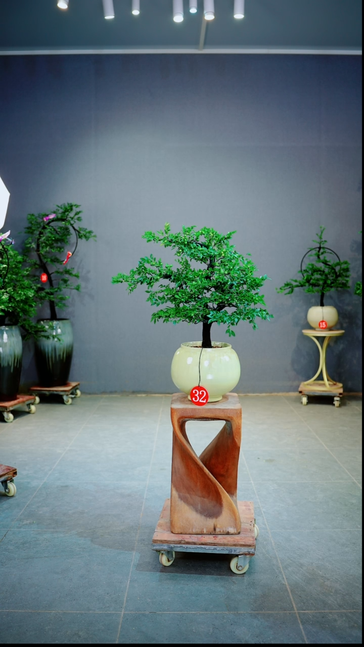 当前无花朵，栽培后可花朵半***阳一物一拍绿植