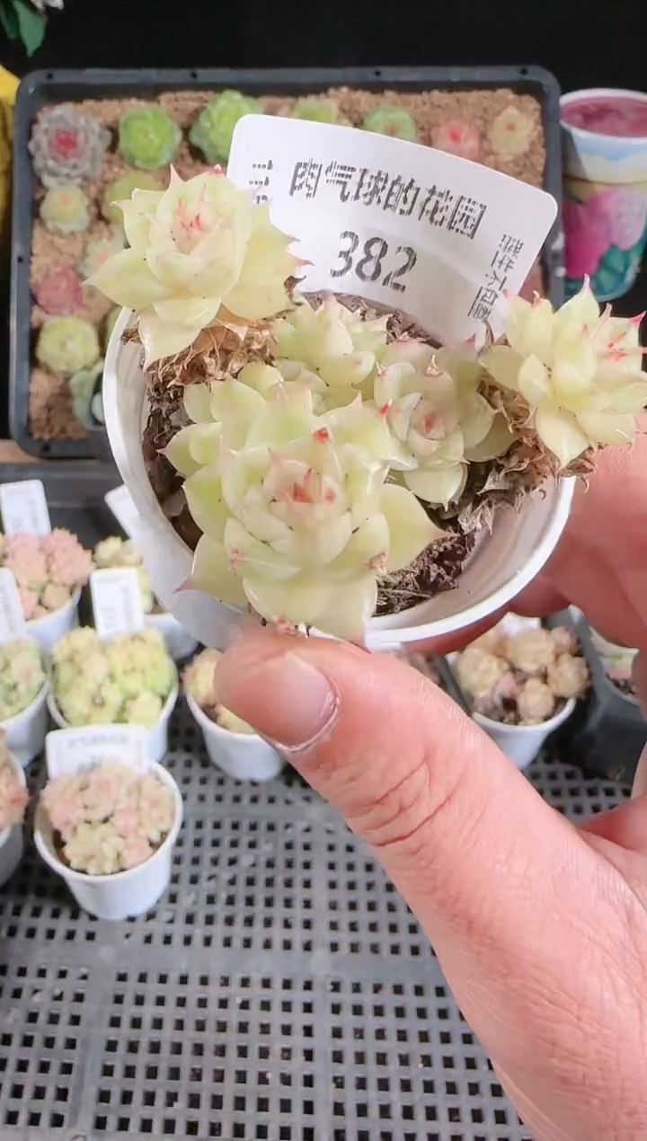 多肉1128-382群生不包整