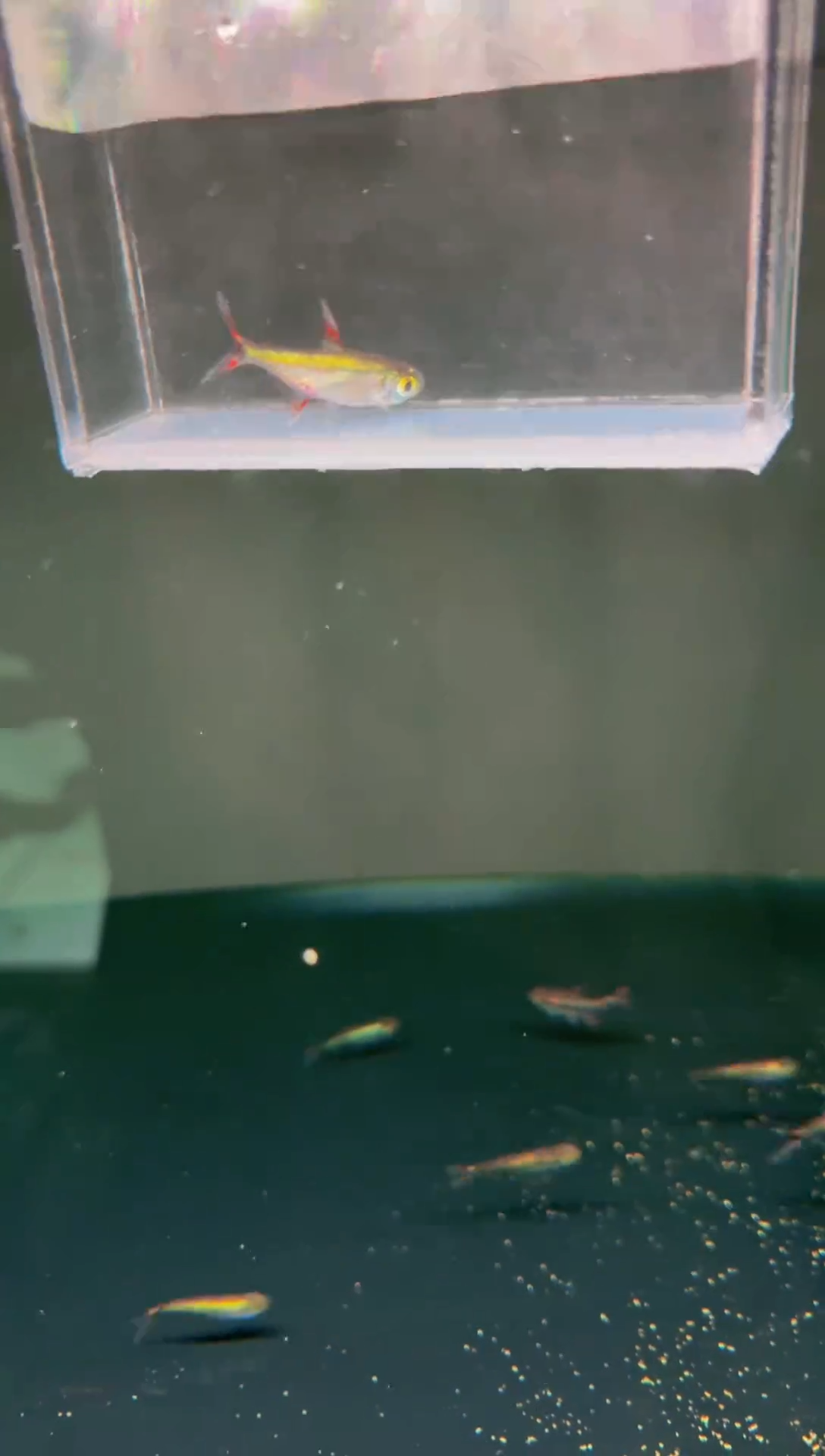 灯科鱼白金斑尾*1（满内金、1黑点）