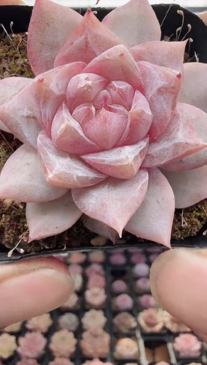 东云多肉园新款-09