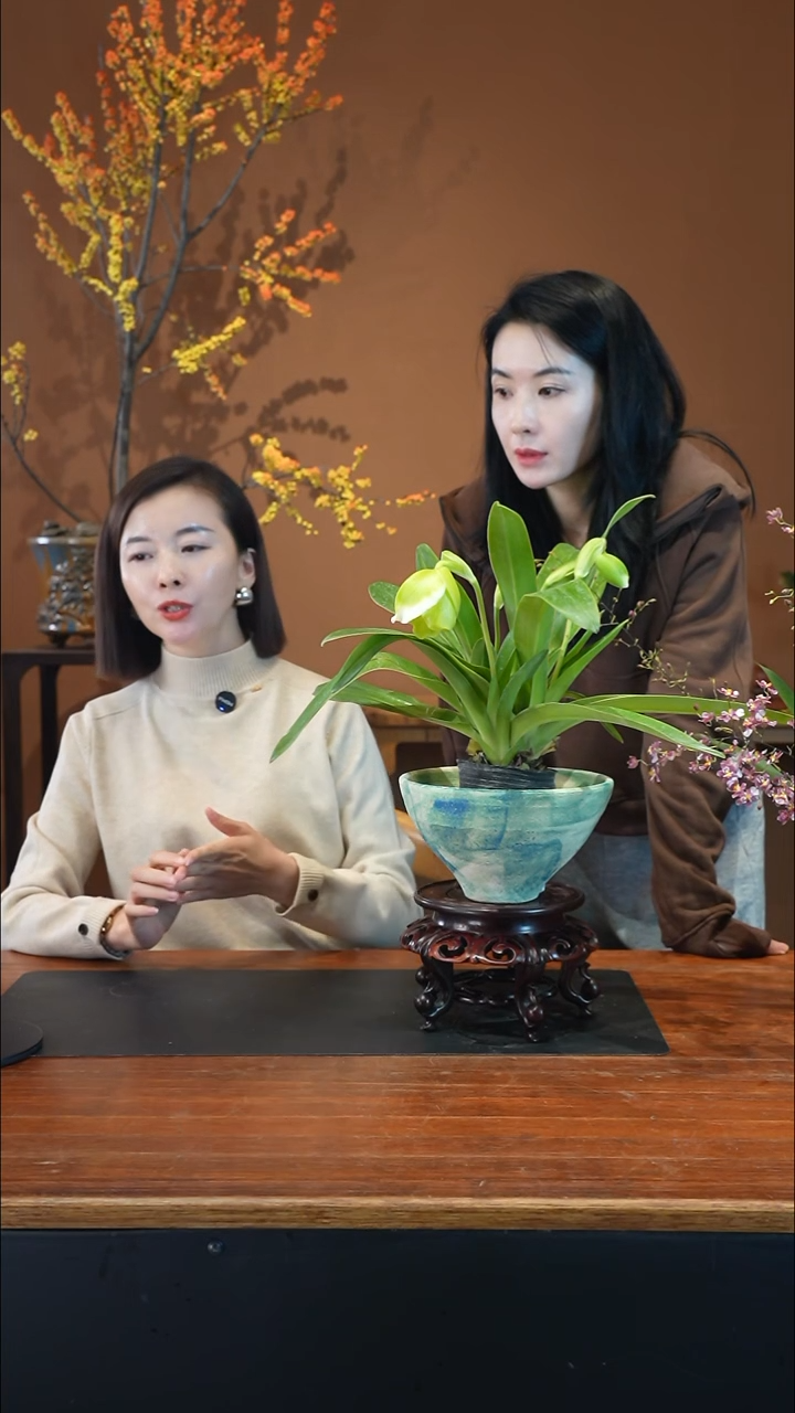 全部花朵绿肉饼4枝盆景盆景盆景