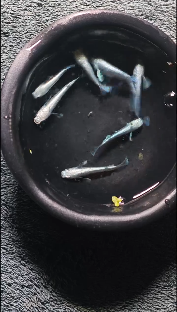 青鳉鱼观背青鳉020