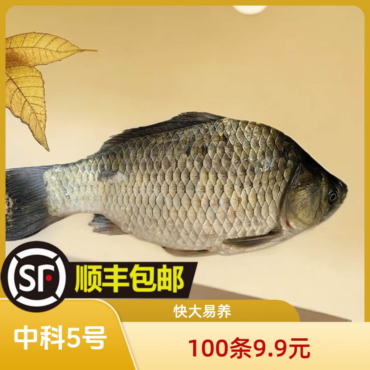 【顺丰包邮】中科5号 鲫鱼苗 大种鲫鱼 优良品种淡水养殖观赏鱼苗