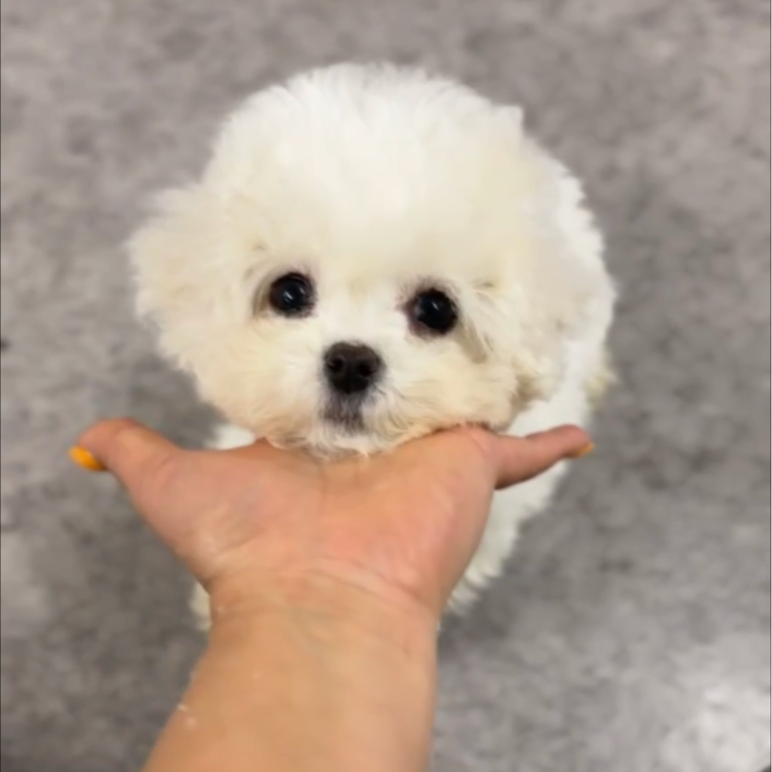 袁嬢嬢宠物严选茶杯比熊妹妹967（珍珠）