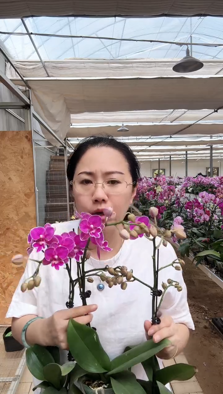 大部分花苞少量开放红豆 多侧枝