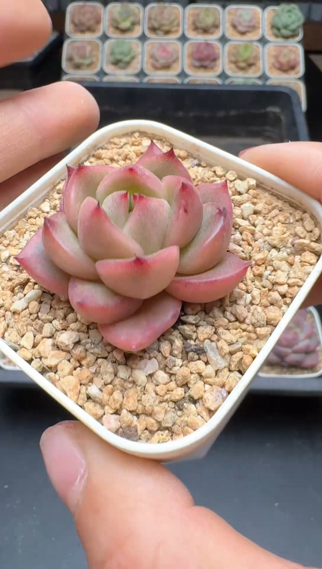 【闪购商品】476号 珍妮杂交多肉 花卉植物