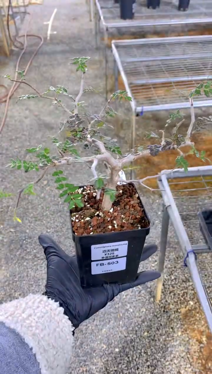 【闪购商品】滔天橄榄FB-503