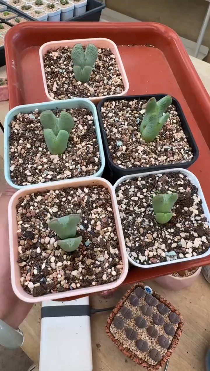 3-73多肉植物肉锥皮卡丘一颗