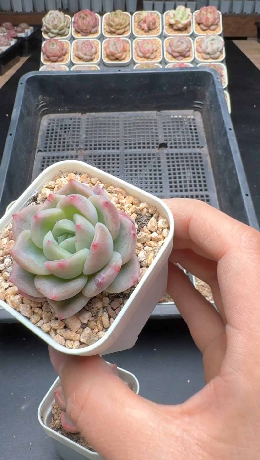 【闪购商品】191A号一物一拍多肉花卉植物拍3颗起发