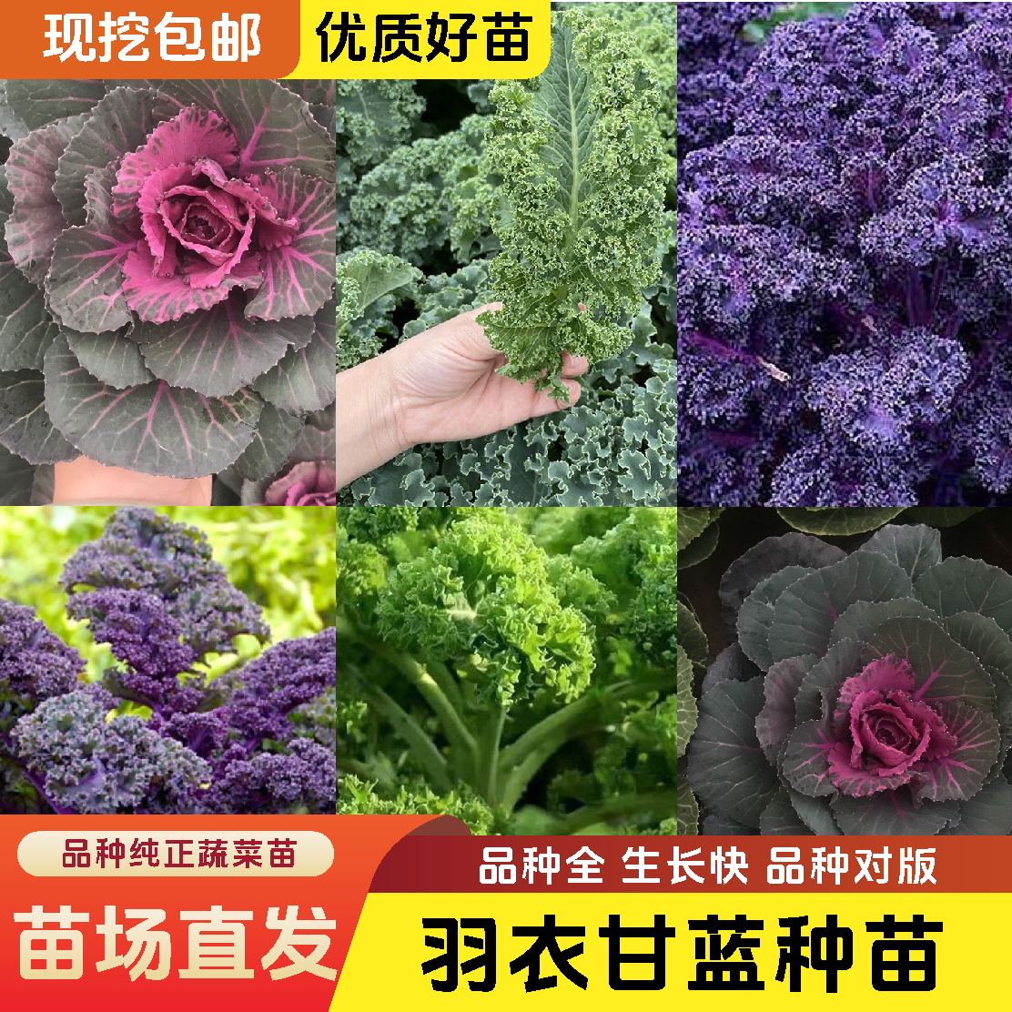 【新羽衣甘蓝苗】羽衣甘蓝苗秧高产耐寒蔬菜女王绿粉紫羽衣四季蔬菜