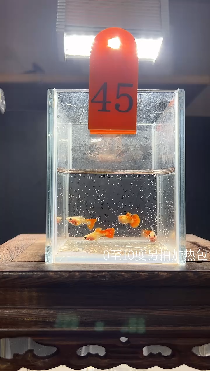 孔雀鱼红礼服玻璃猫短C45