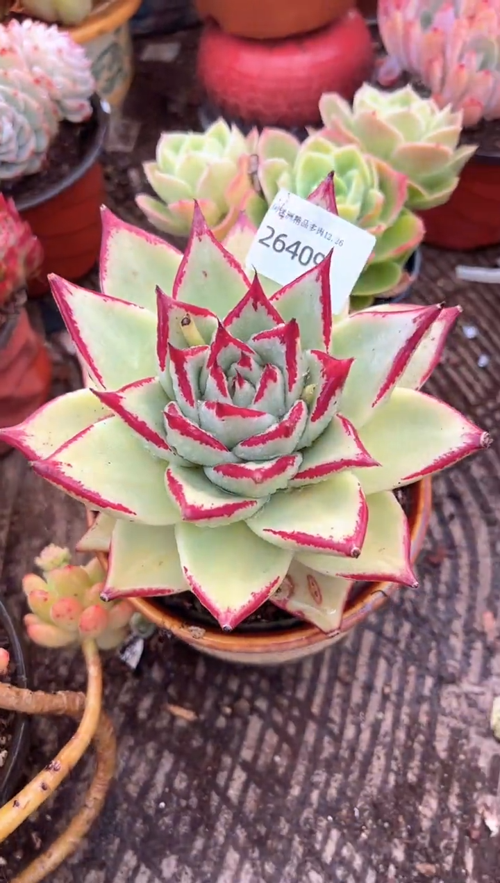 L**y多肉植物一物一拍26409