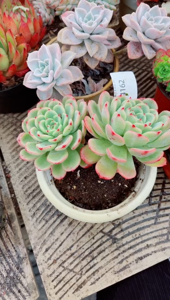 开**乐跃跃精品多肉24162