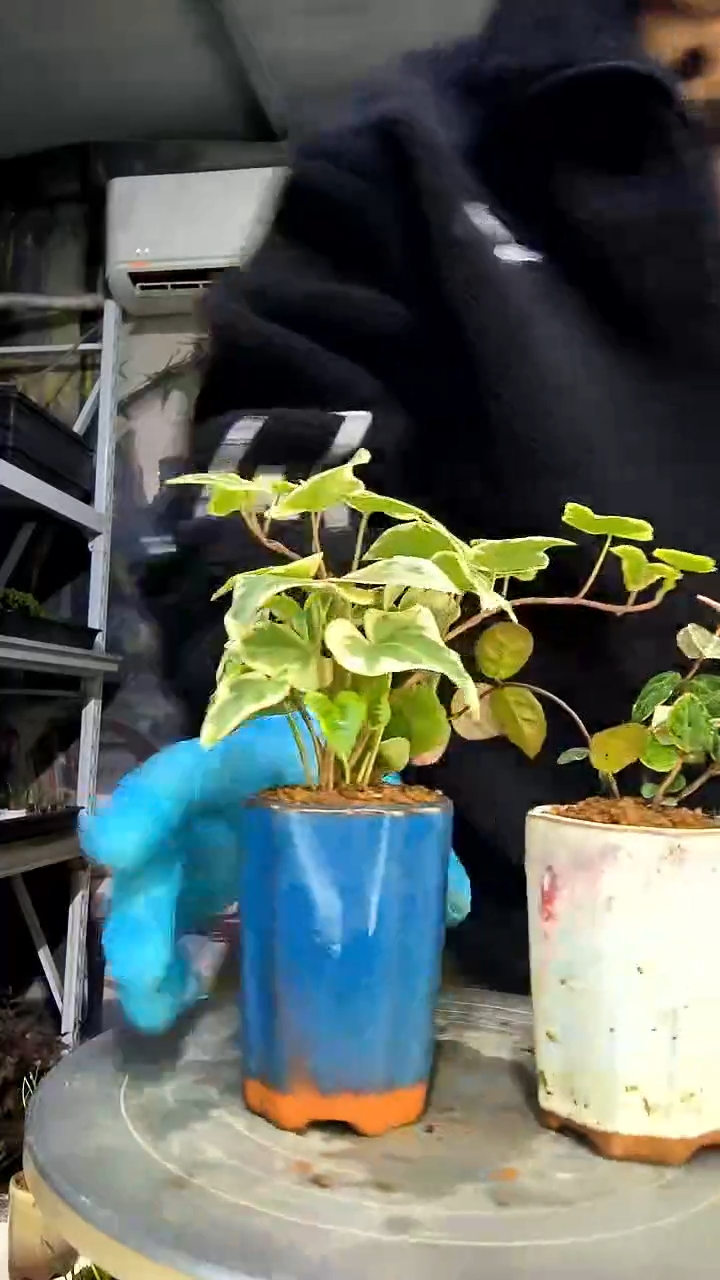 姜*中青园艺一物一拍花195