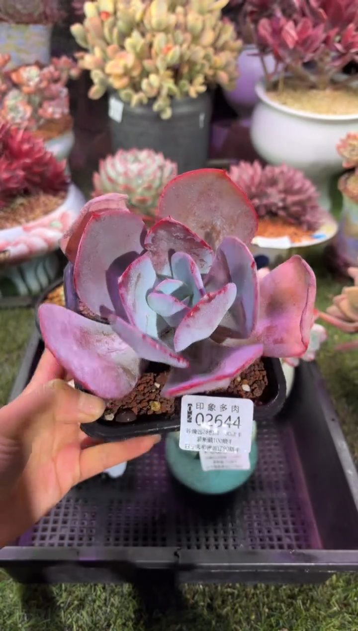 【闪购商品】02644