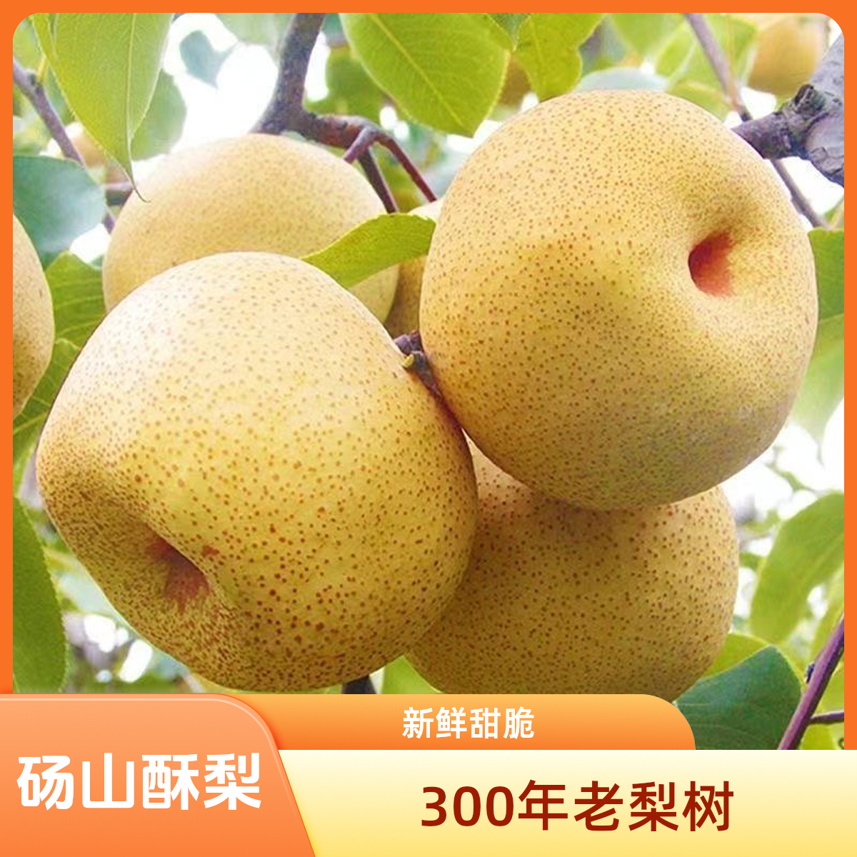 【正宗酥梨】微黄口感更佳纯甜新鲜水果梨子砀山梨爆甜酥脆