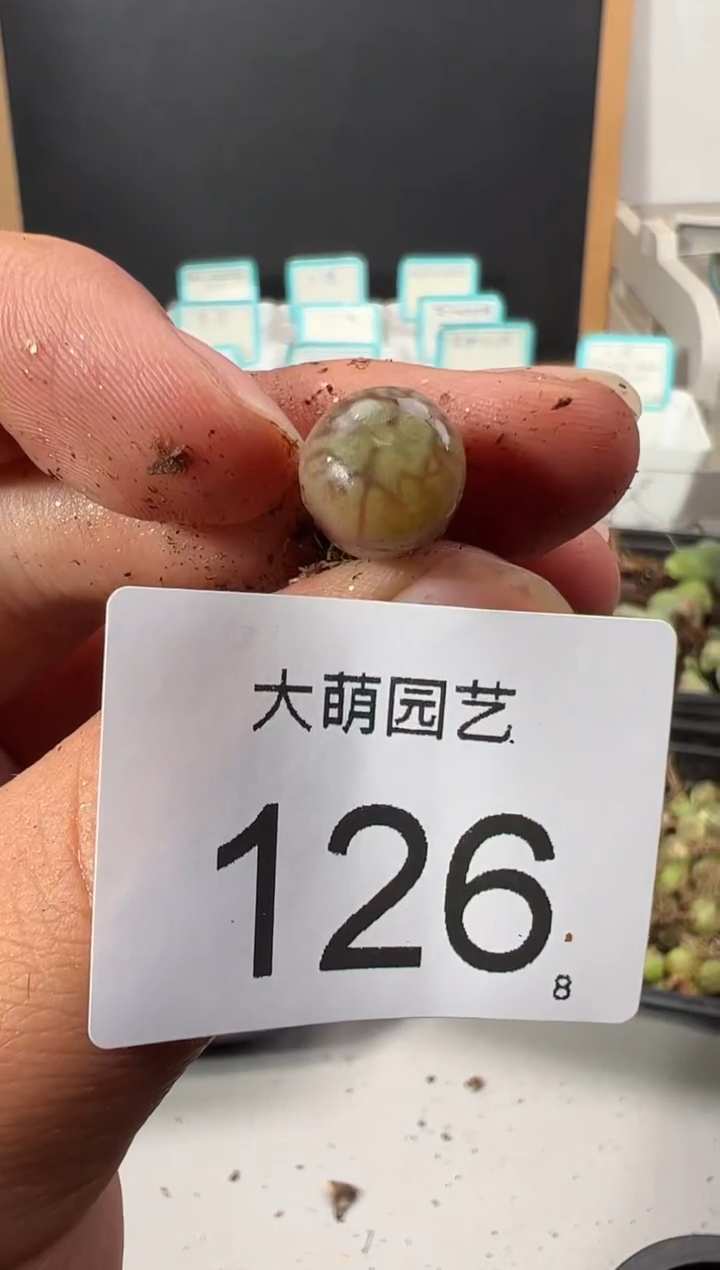 【闪购商品】++++126