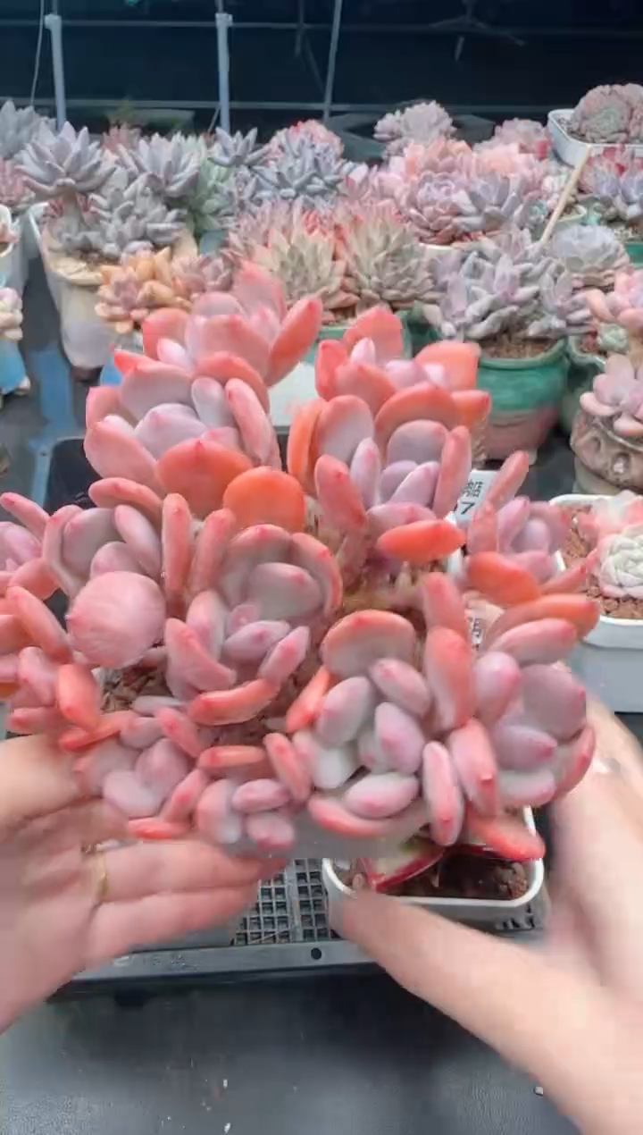 【闪购商品】8408.