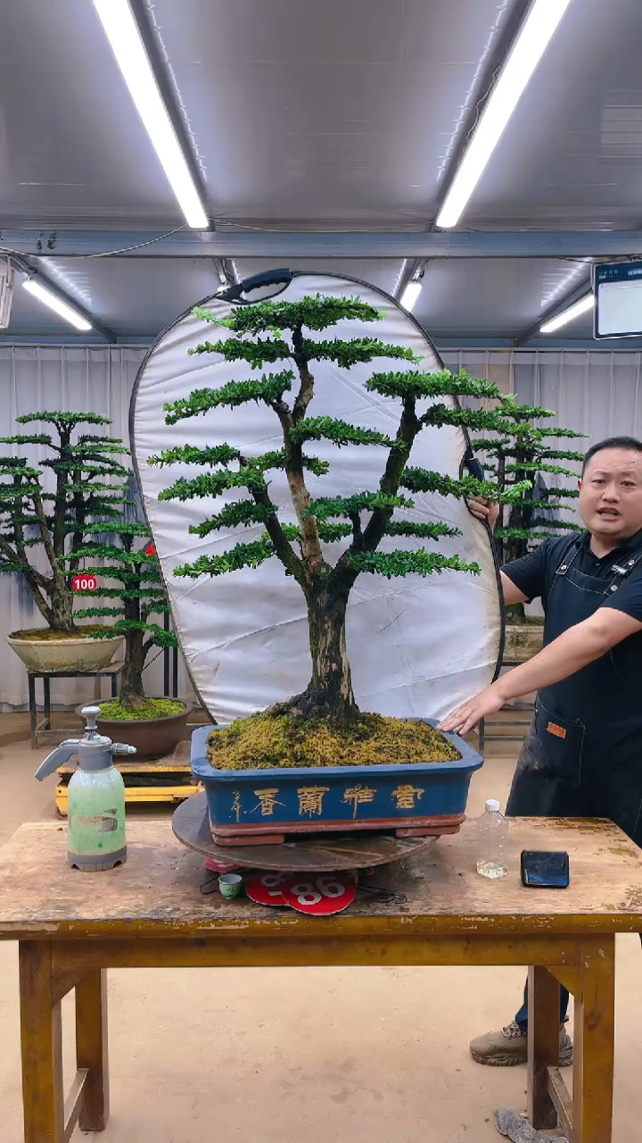 无花朵精品盆景  一物一拍