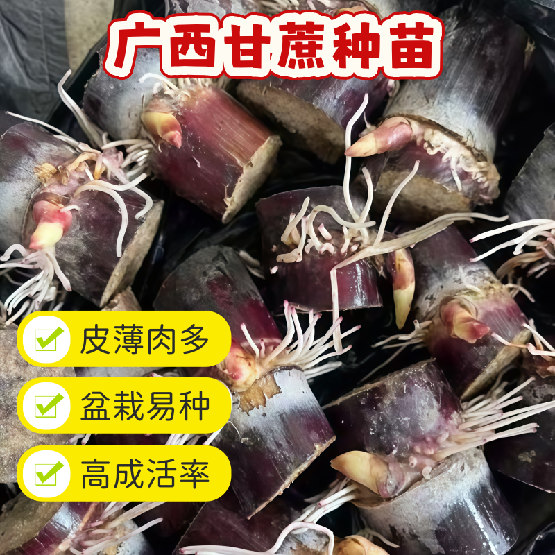 广西黑皮甘蔗种黄皮白玉特甜甘蔗种苗种子盆栽小苗种植水果甘蔗苗