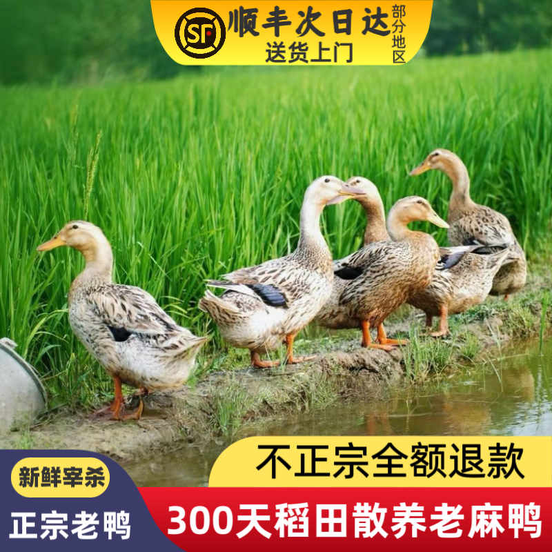 四川稻田散养壮年鸭（黄皮红肉）净重4斤