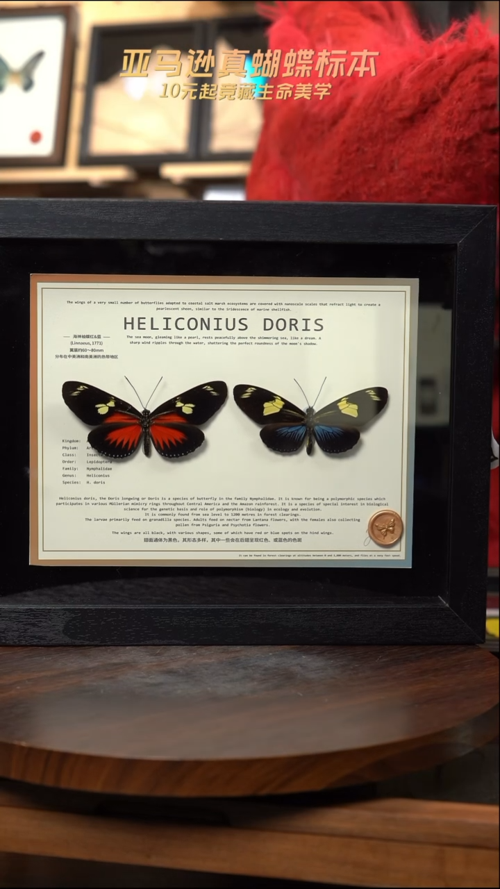 海神袖红蓝一对10寸横框