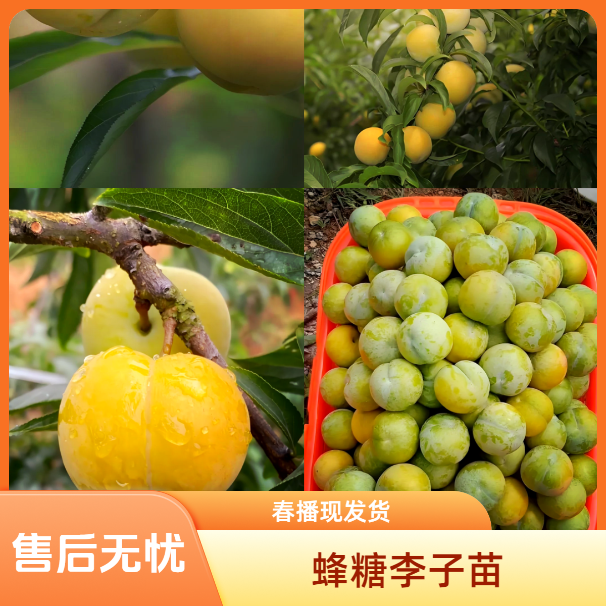 蜂糖李子树苗嫁接苗特大脆李四川李树果苗带土球发货新品种果树苗