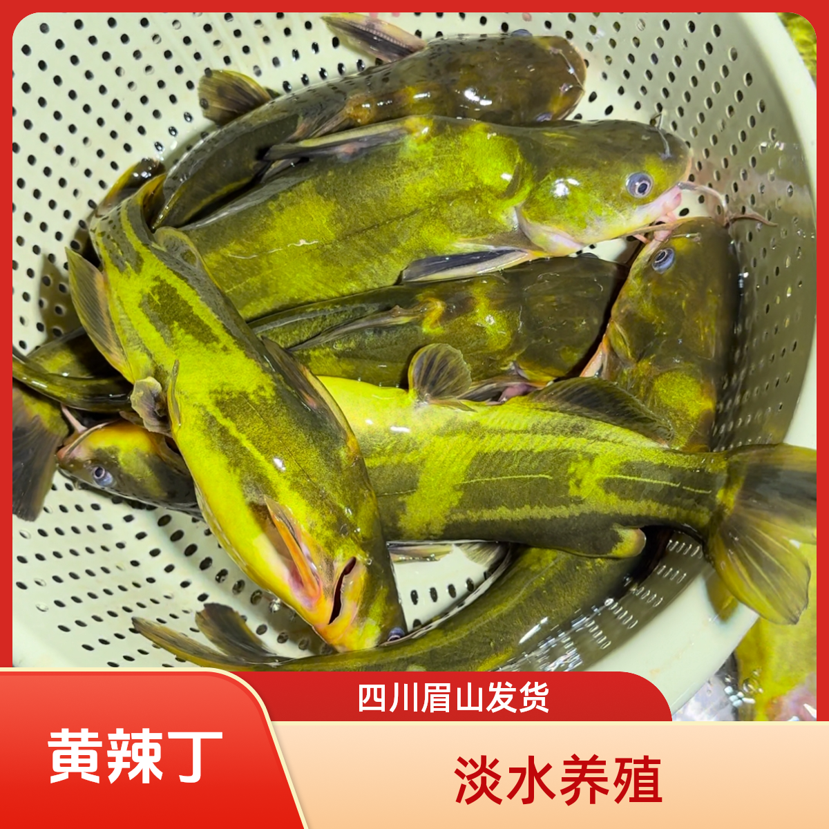 黄辣丁 淡水养殖 四川眉山发货