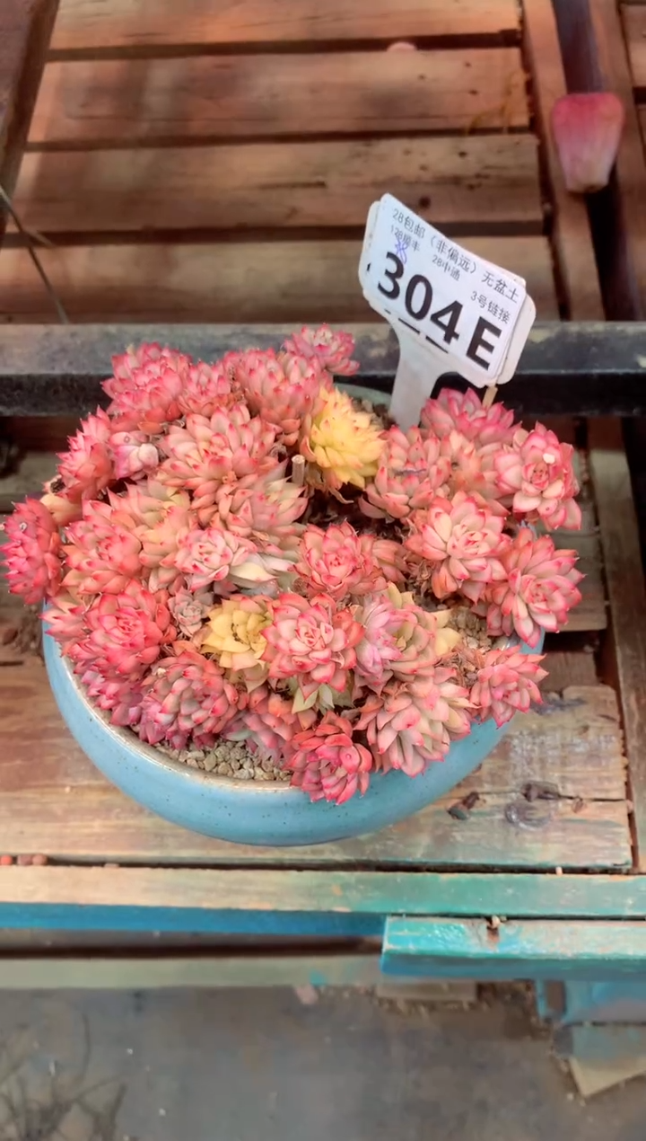 304E（一物一拍，精品多肉，w所见即所得 