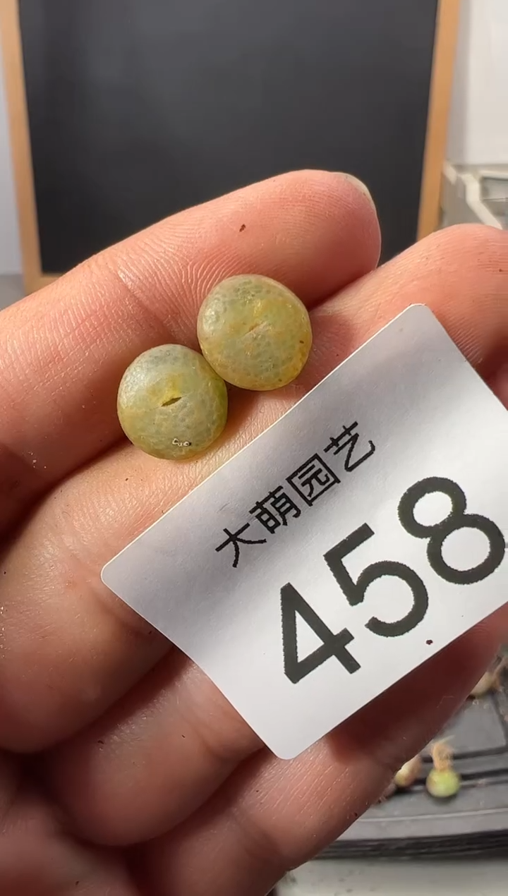 【闪购商品】+++458