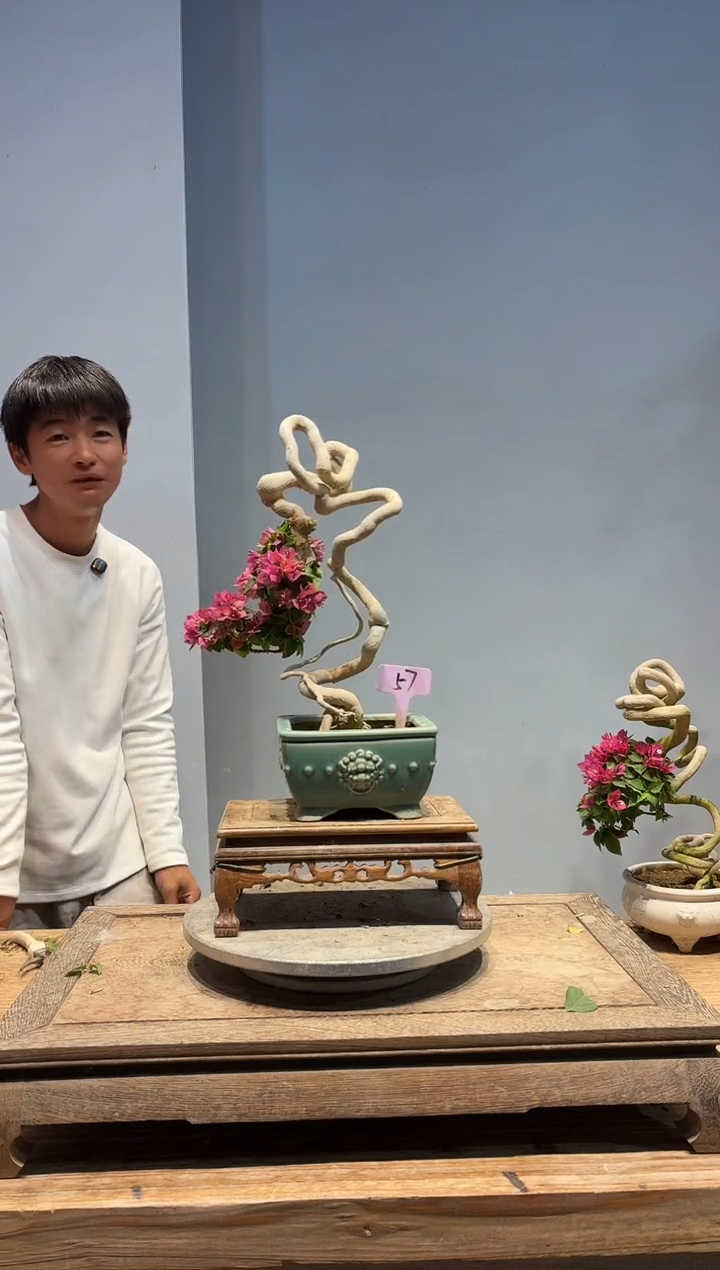 以实际为准顾*三角梅57