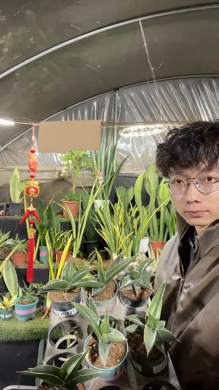 玫瑰武士带盆土18.8