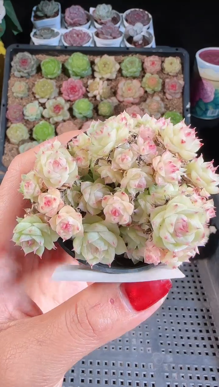 1109-256麦秆群不包整