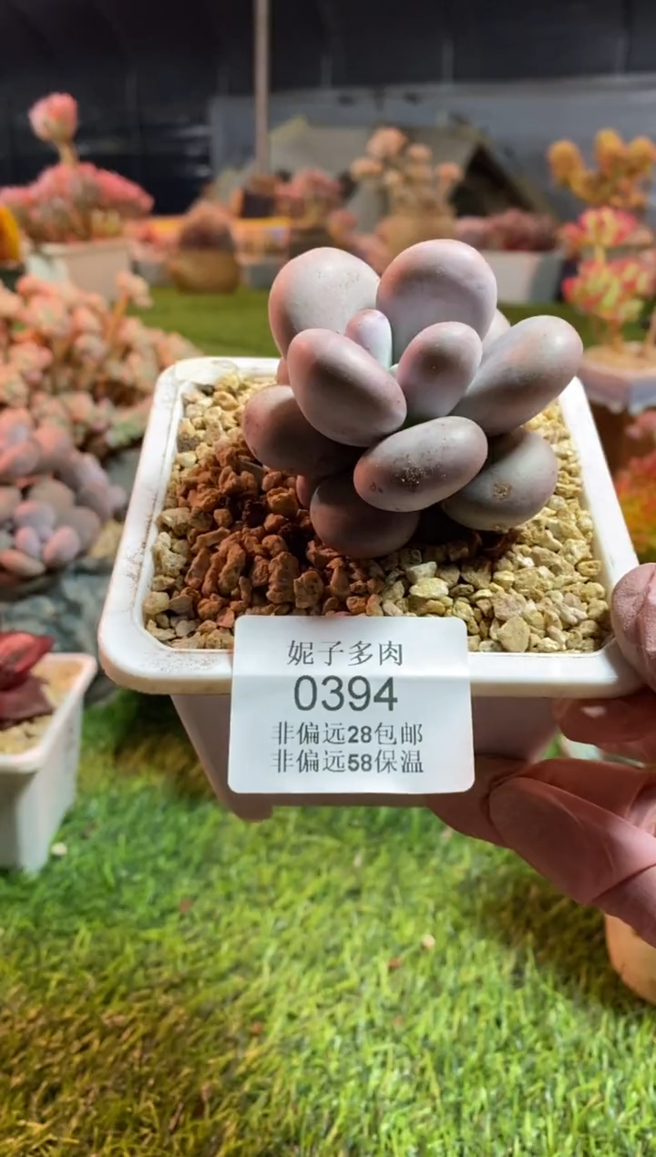 【闪购商品】0394a