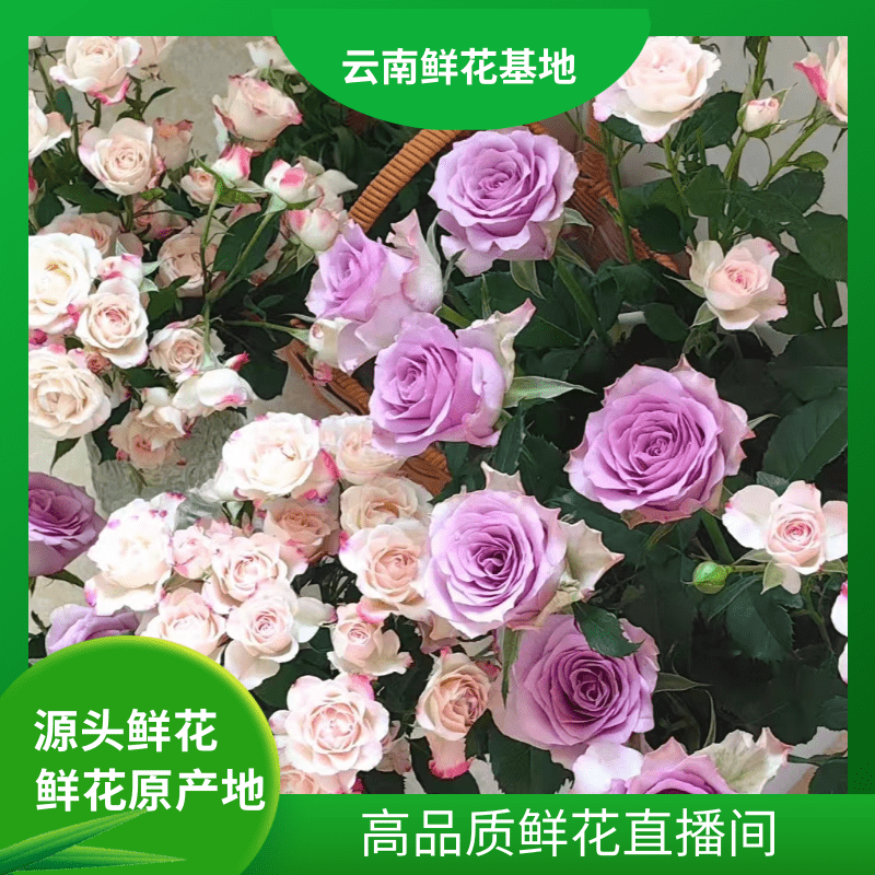 颜花【紫霞仙子+折射碎冰蓝】云南基地直发