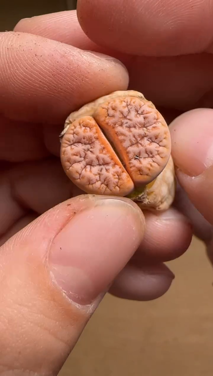 【闪购商品】14-132