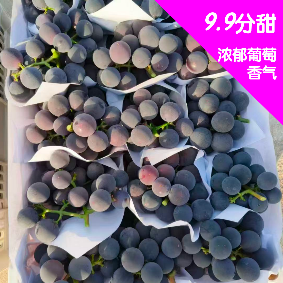 【100%纯甜】富硒巨峰葡萄孕妇水果清甜饱满多汁现货3斤水果同城送水果同城送新鲜山东省山东省