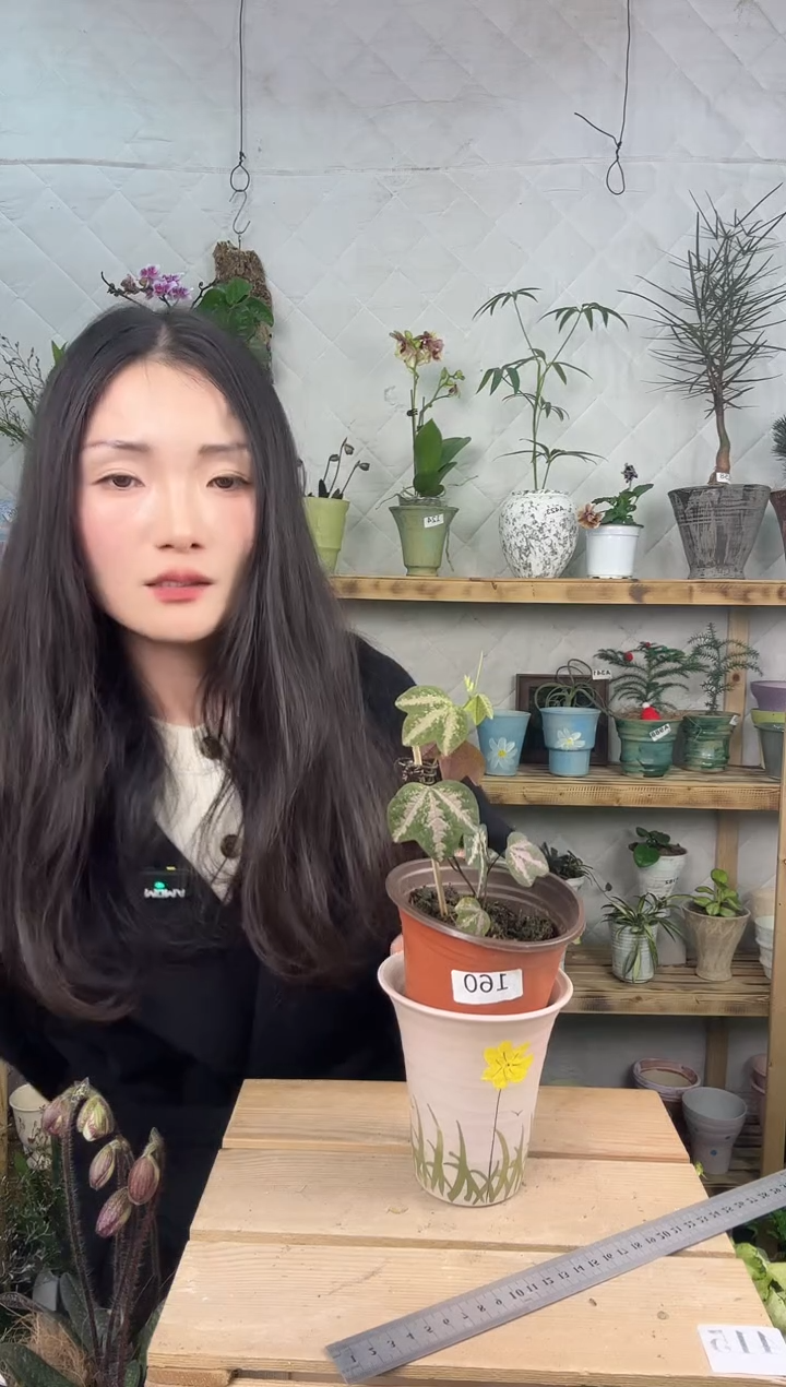 无花朵鸭爪西番莲育苗盆160