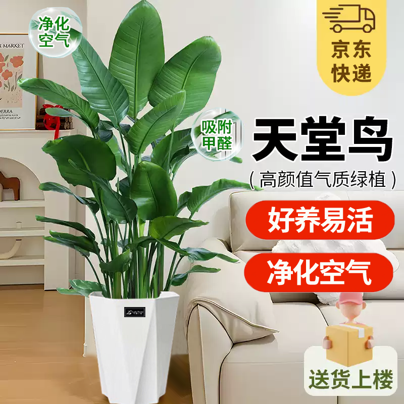 【高品质天堂鸟】1.6-1.7M室内办公室绿植叶片自然开裂介意慎拍素君